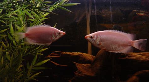 The Kissing Gourami fish profile - Aquariumfreaks.com