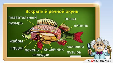 Внутреннее строение рыб