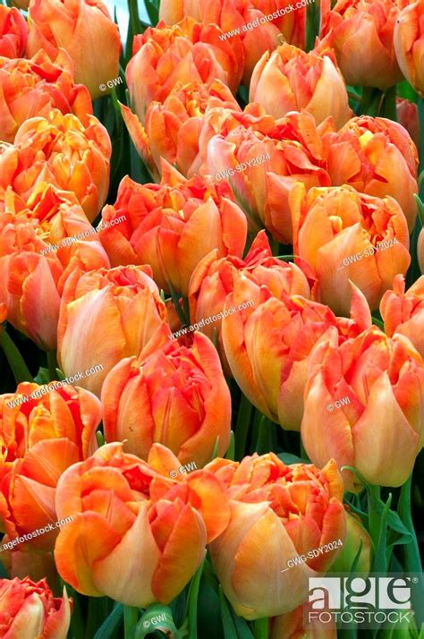 TULIPA 'MONTE ORANGE', Stock Photo, Picture And Rights Managed Image ...