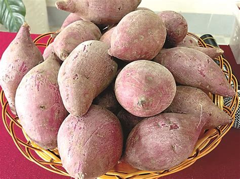 Сладкият картоф е много подходяща за отглеждане в страната ни култура ...