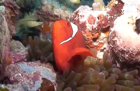 The adorable Anemonefish - Anima Mundi Magazine