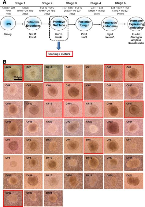 A five-step protocol for differentiation of iPS cells to pancreatic... | Download Scientific Diagram