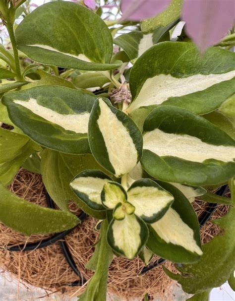I purchased this gorgeous trailing plant at the start of summer. Lost