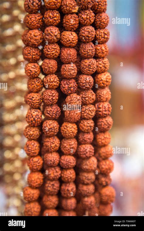 rudraksha beads  res stock photography  images alamy