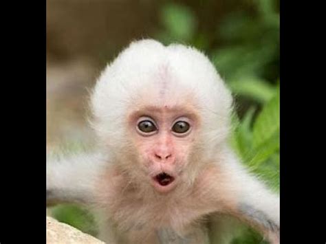 monke? - YouTube