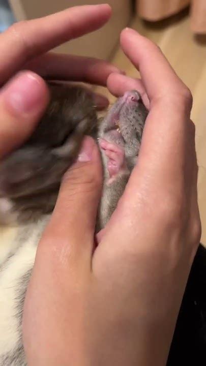 Носы, усы, лапы и хвост. #rat #ratslife #animals #крысы #животные - YouTube