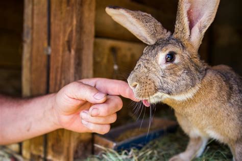 Hare Photos, Download The BEST Free Hare Stock Photos & HD Images
