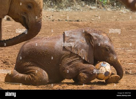 baby elephant playing  mud