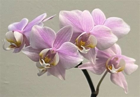 Phal. Pinlong Cheris / Орхидеи