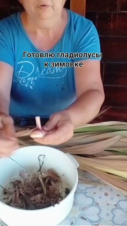 Как подготовить луковицы гладиолусов к зимовке. - YouTube