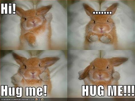 bunny diary blog archive bunny poem