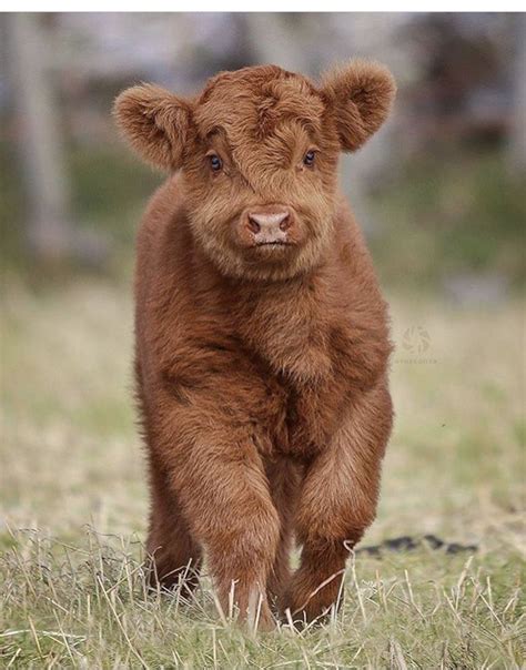 Fluffy cows are happy cows – Artofit