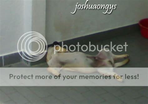 j o s h u a o n g y s - A PK's Life: my dog doing yoga