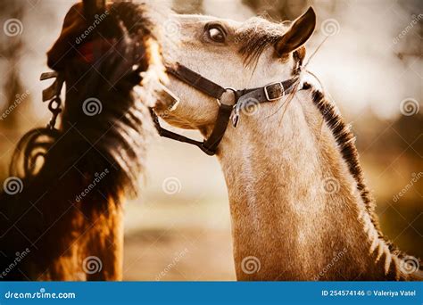cute ponies play    portrait   horse equestrian