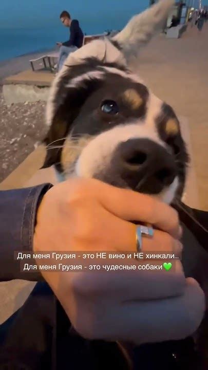 Грузинские собаки🥰 - YouTube