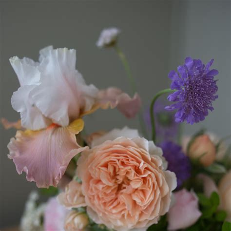 Butterfly Blue Pincushion Flower for Sale Online - The Greenhouse