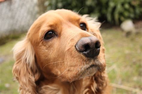 köpek wallpaper,dog,mammal,vertebrate,dog breed,canidae (#286510 ...