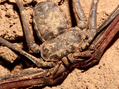 Bioluminescent: Tailless Whip Scorpion