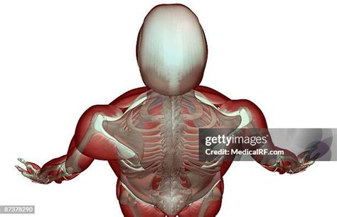 497 Rear Delts Stock Photos, High-Res Pictures, and Images - Getty Images
