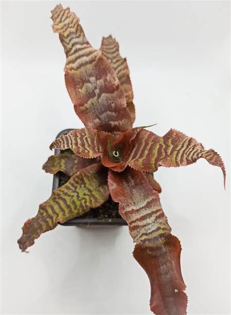 Cryptanthus Zonatus S - Florariumplants
