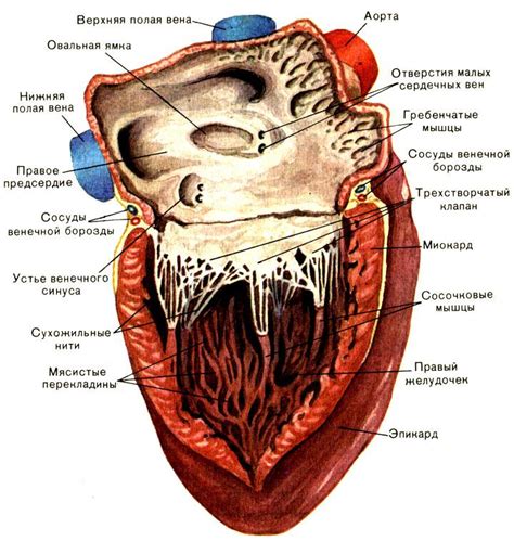 Сердце - расположение, строение, проекция на поверхность грудной клетки ...