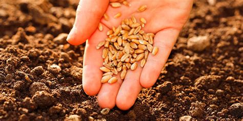 Протравители семян зерновых: игра стоит свеч? — ASM-AGRO