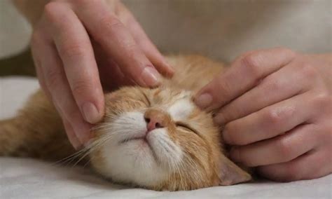 Cat Nail Trimming: A Step-by-Step Guide for Cat Owners | Cat Care Magazine