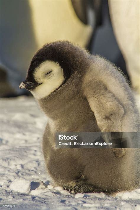 Newborn Emperor Penguin