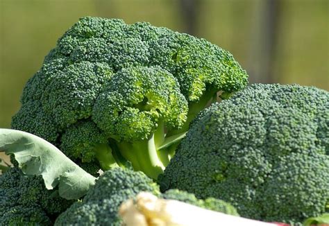 Broccoli, you either love it or you hate it, but it's here to help ...