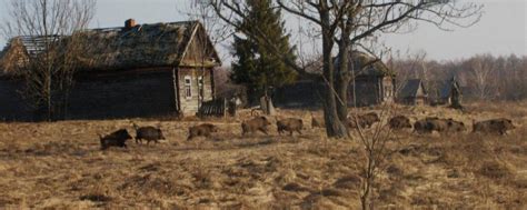 Chernobyl Wildlife Thriving Decades After Nuclear Accident | Discovery ...