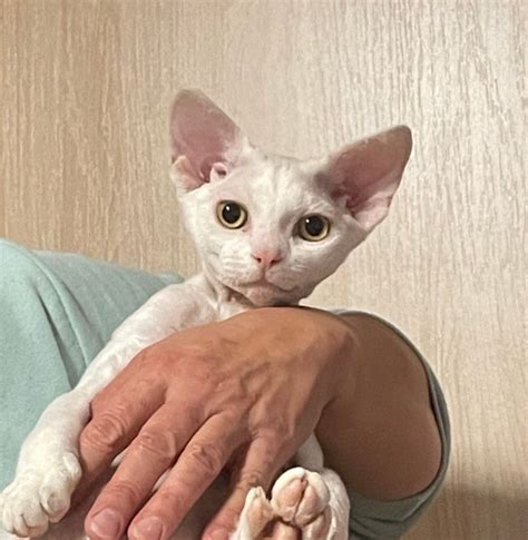 Котята Девон Рекс