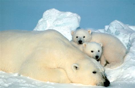 mammals boundless biology
