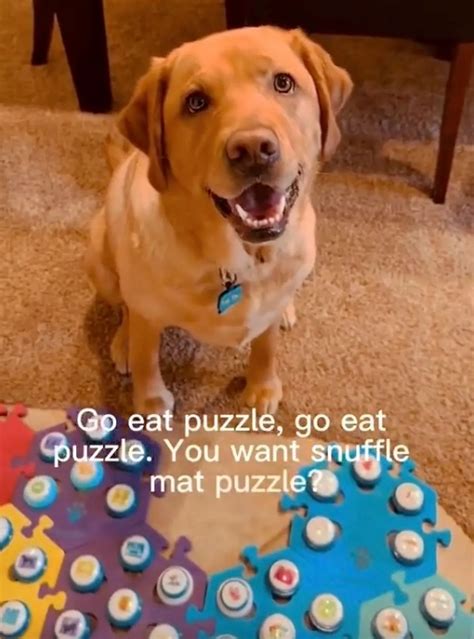 'Talking' dog goes viral – but people are worried she’s too intelligent