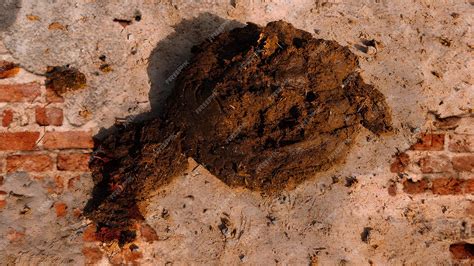 Premium Photo | Dung of cow on wall dung cow wall dung on wall
