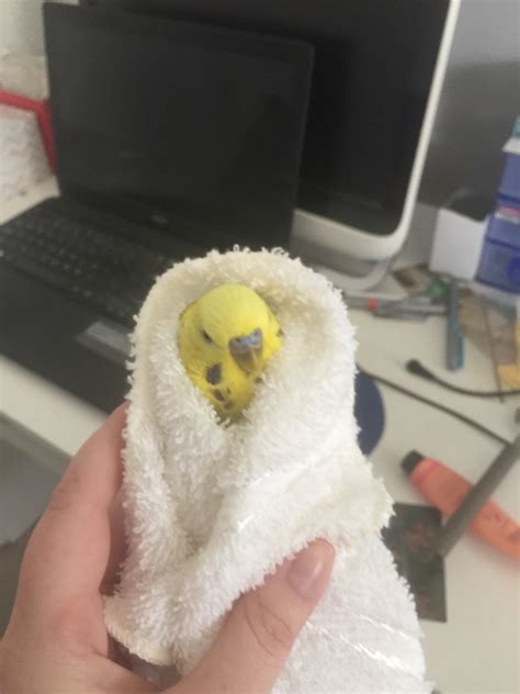 Remembering the Life of Donald A Beeb 1