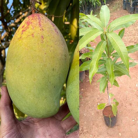 Pyanabi Totapuri Mango Plant Grafted Plant Height 2-3 Feet Dwarf Mango ...