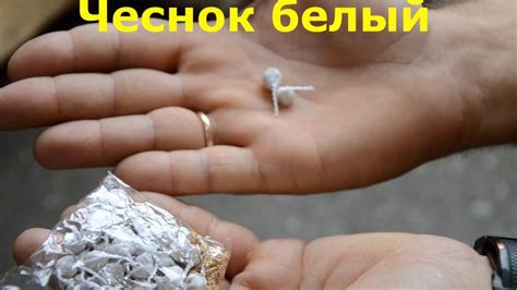 Петарда " чеснок белый" - YouTube
