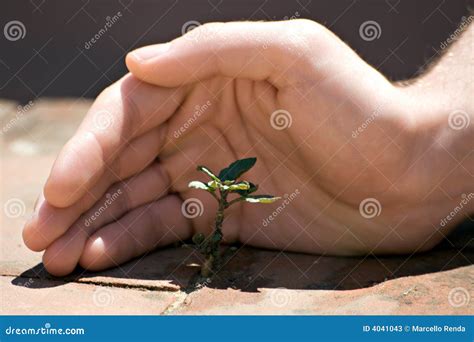 Nature Protection stock image. Image of grass, protect - 4041043