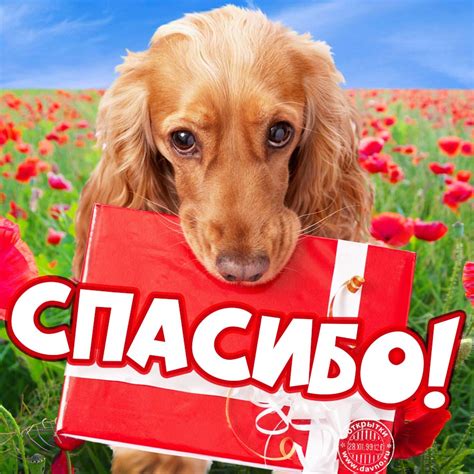 Открытки спасибо и благодарю - скачайте на Davno.ru