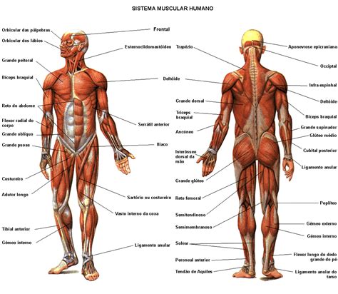 Muscular System Drawing at GetDrawings | Free download