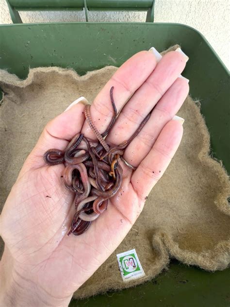 Compost & Garden Worms