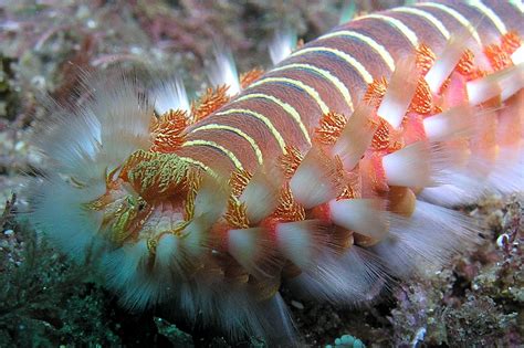 Нереис Морской Червь Фото — Фото Картинки