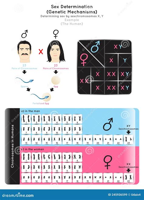Sex Determination Genetic Mechanisms by Sexchromosomes Infographic