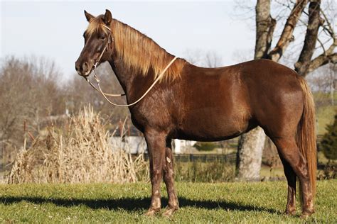 Rocky Mountain Horse Chocolate at Ray Ratliff blog