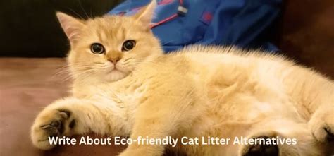 Write About Eco-friendly Cat Litter Alternatives