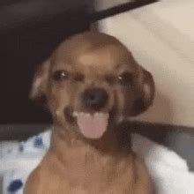 gif de laugh dog tenor