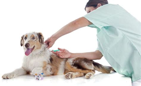 Что такое вакцинация собак? — Save Animals | Спасите Животных