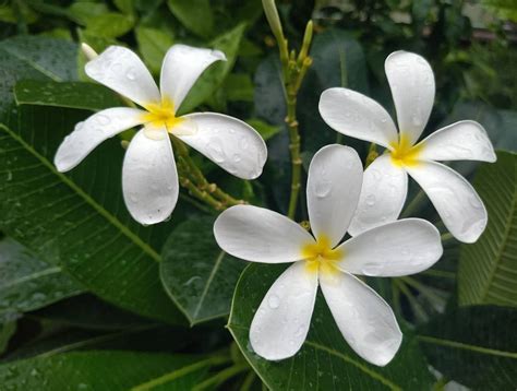 Pin on Exotic herbs, flowers & fruits