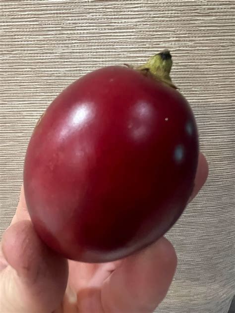 tamarillo red arbour grove nursery