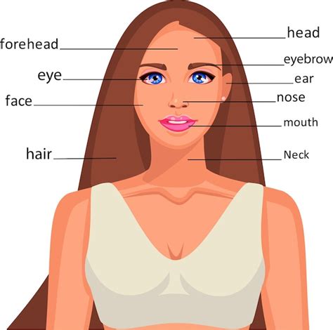 Partes Do Rosto Ingles - O rosto de uma linda garota. Anatomia de partes do rosto. Para aprender ...